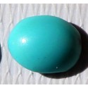 1.5 Carat 100% Natural Turquoise Gemstone Afghanistan Product No 129